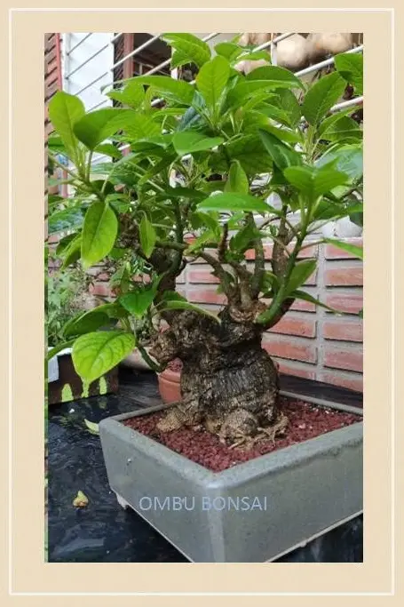 BONSAI OMBU VIP